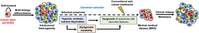 Therapeutic Targeting of Cancer Stem Cells: Integrating and Exploiting the Acidic Niche